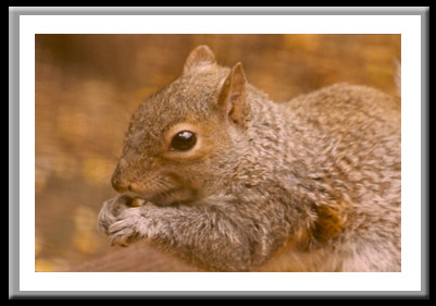 Squirrel #297